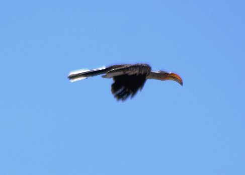 Na (1031).JPG - Flying Banana - Gelbschnabeltoko